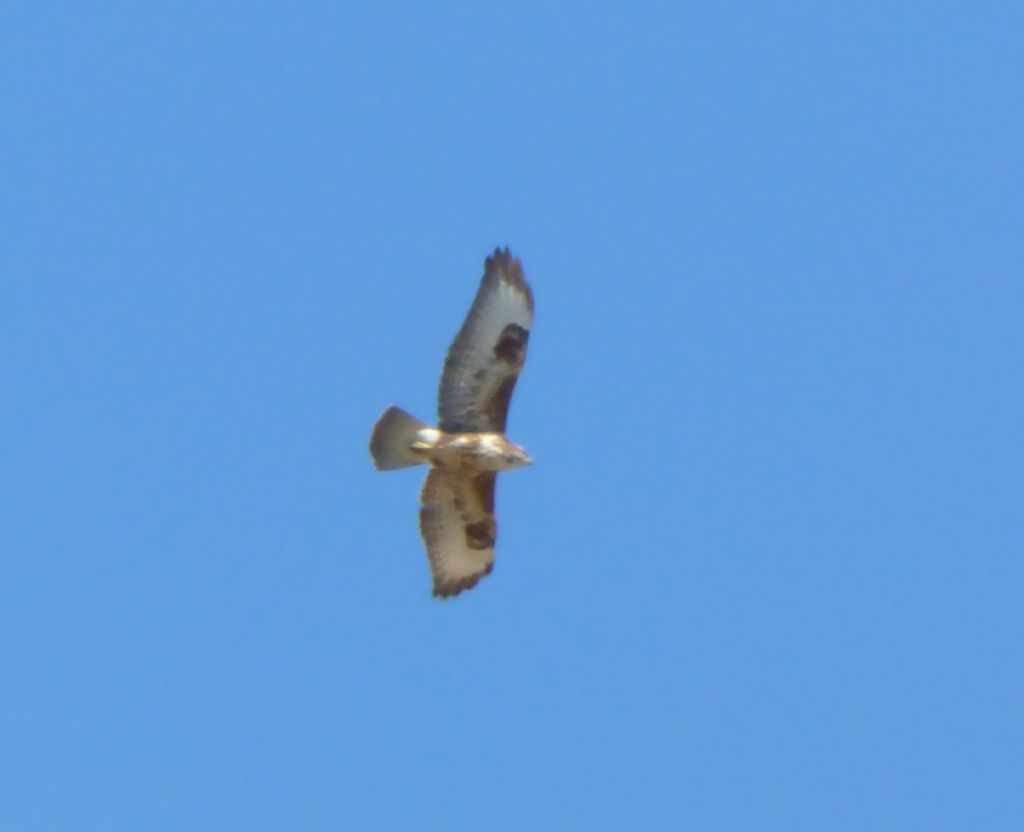 Poiane Comuni - Intermedius